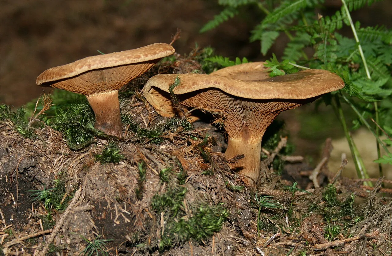 Melanogaster intermedius (Melanogaster intermedius) — photo mycologique