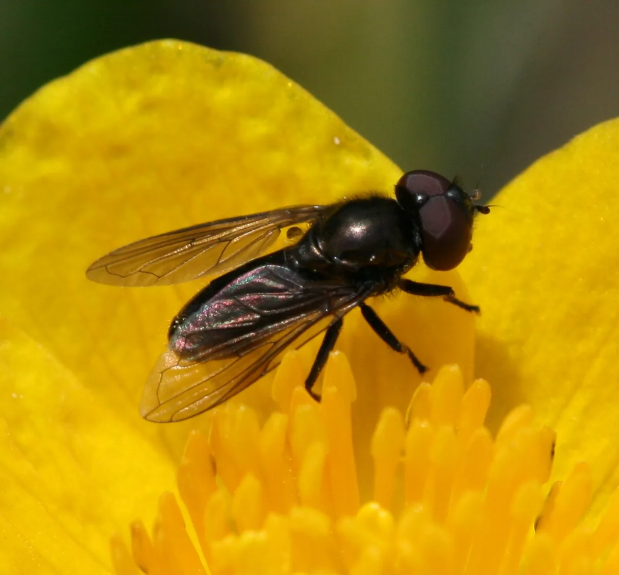 Melanogaster natsii (Melanogaster natsii) — photo mycologique