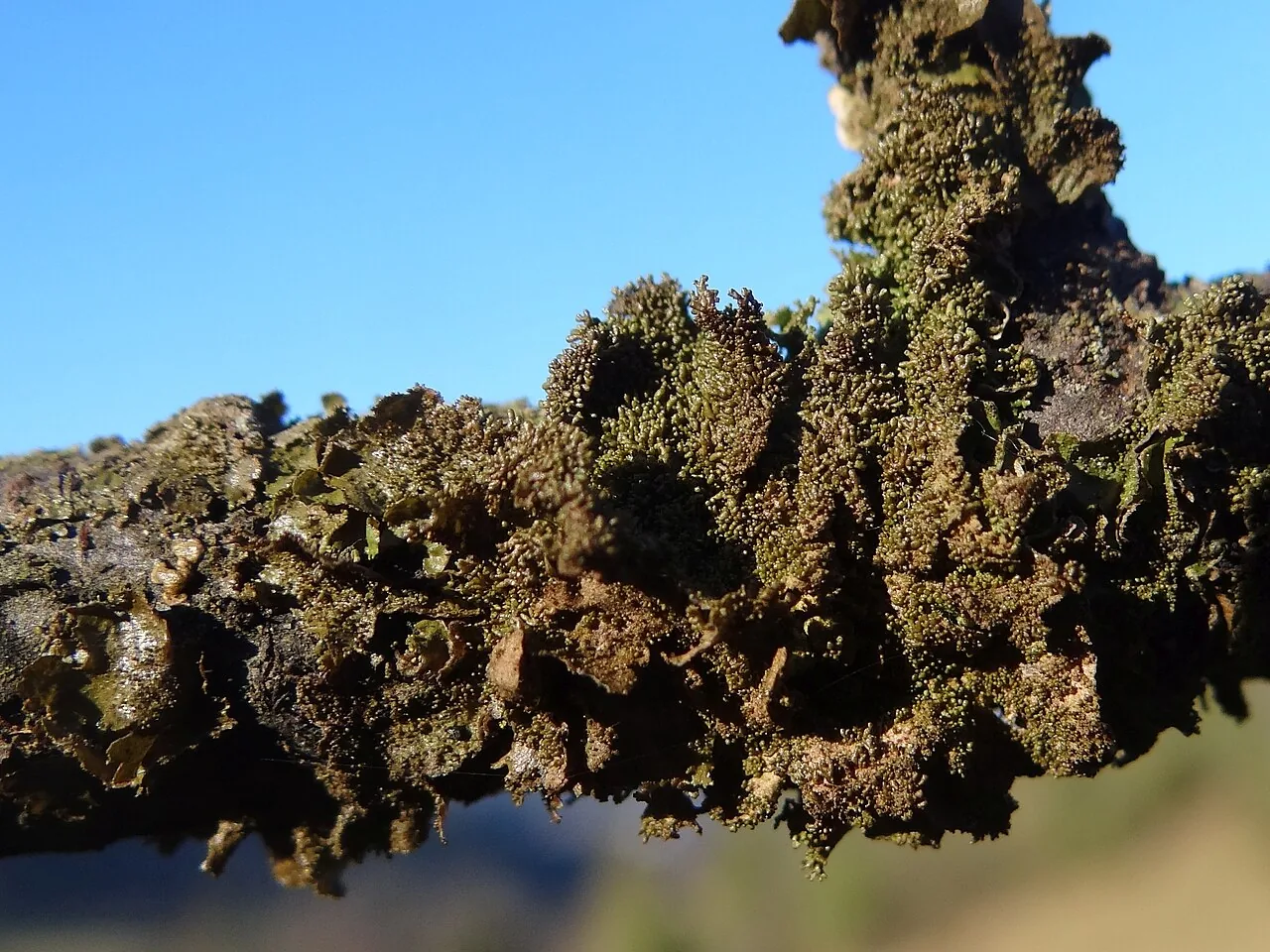 Melanohalea elegantula (Melanohalea elegantula) — photo mycologique