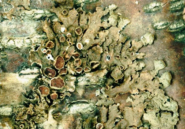 Melanohalea olivacea (Melanohalea olivacea) — photo mycologique