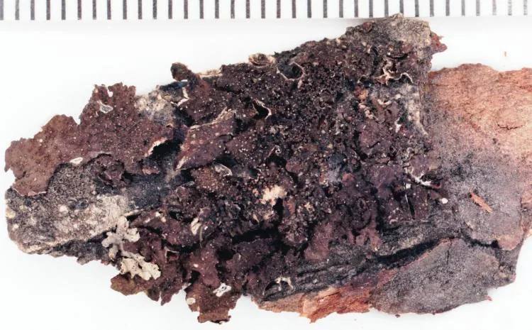 Melanohalea subexasperata (Melanohalea subexasperata) — photo mycologique