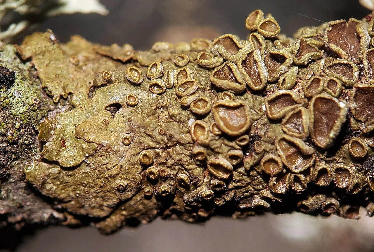 Melanohalea subolivacea (Melanohalea subolivacea) — photo mycologique