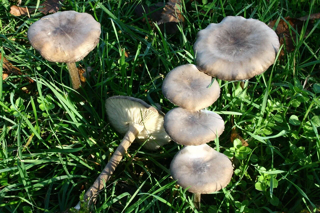 Melanoleuca decembris (Melanoleuca decembris) — photo mycologique