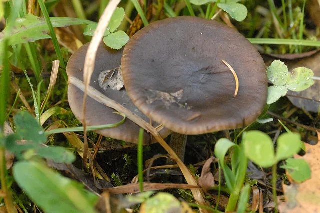 Melanoleuca melaleuca (Melanoleuca melaleuca) — photo mycologique