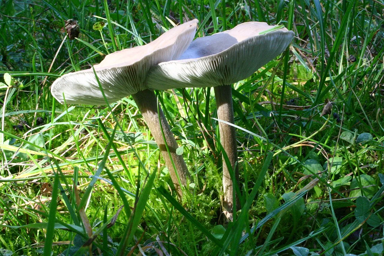 Melanoleuca oreina (Melanoleuca oreina) — photo mycologique