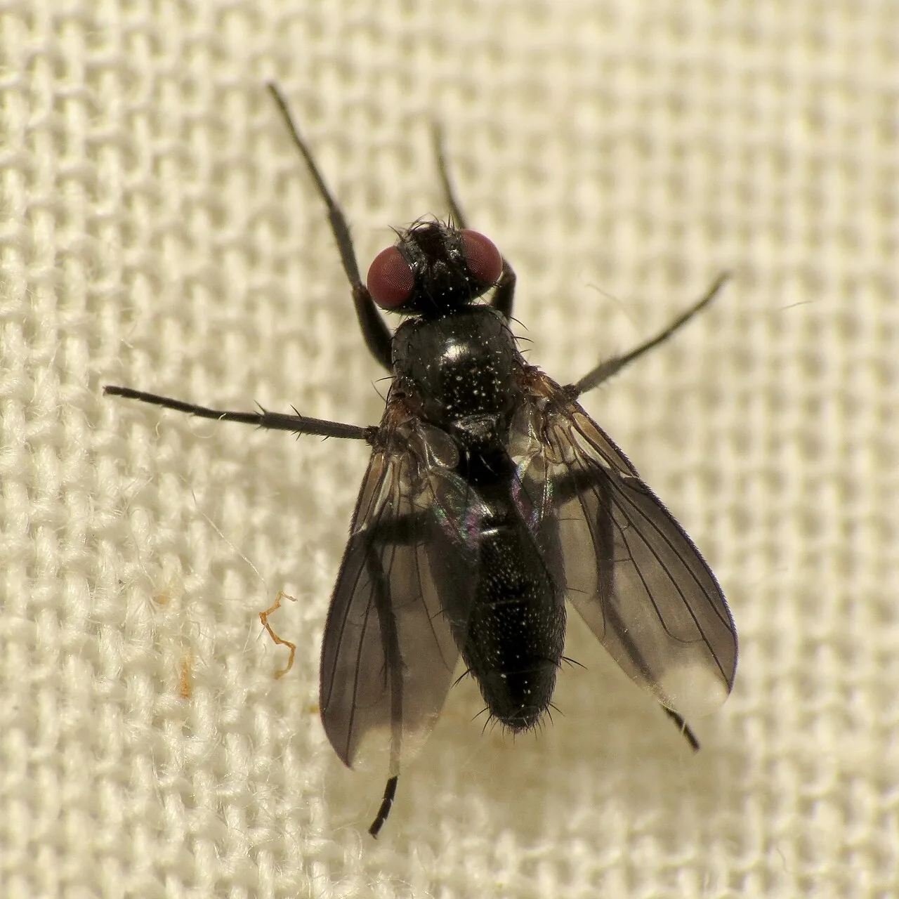 Melanophora sorbi (Melanophora sorbi) — photo mycologique