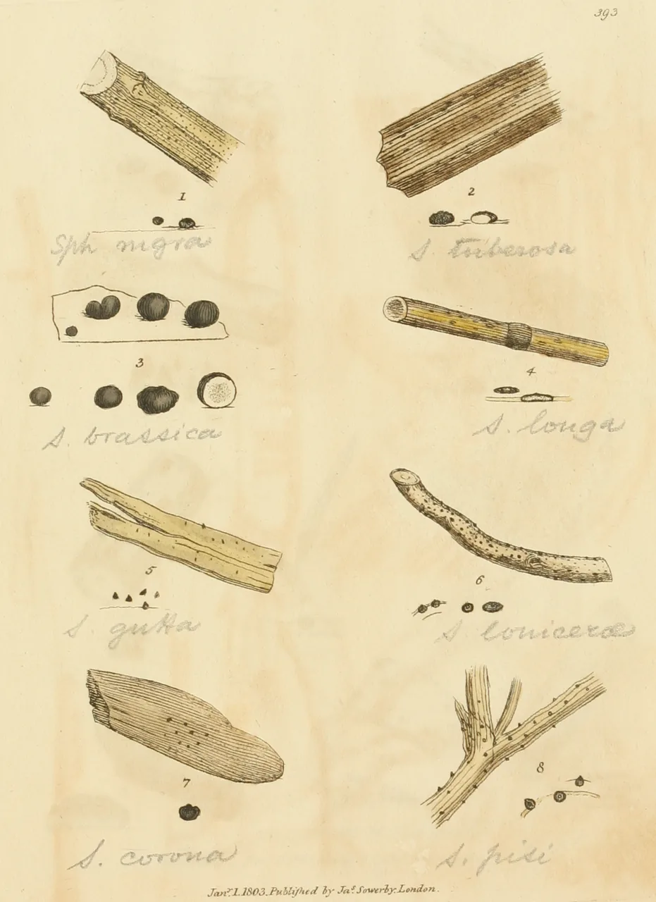 Melanopsamma utahensis (Melanopsamma utahensis) — photo mycologique