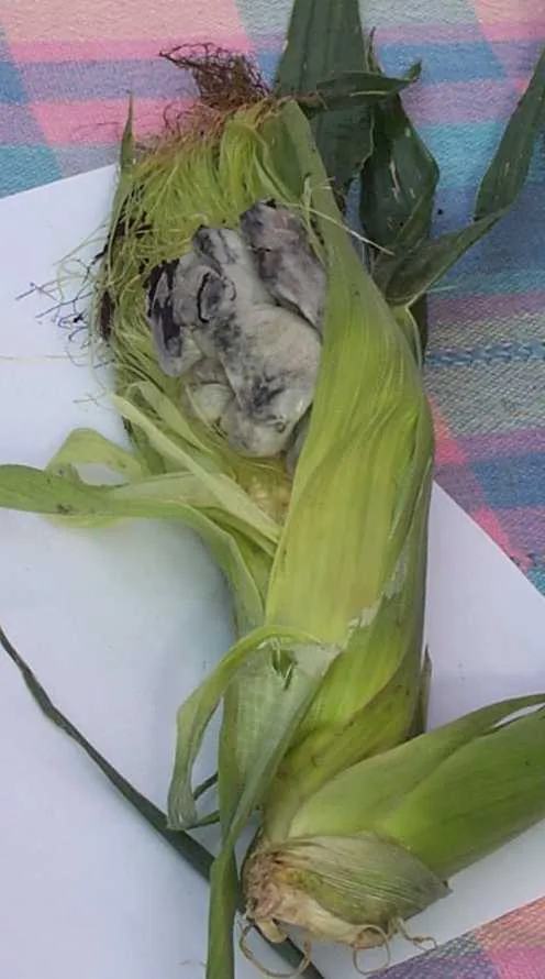 Melanopsichium eleusines (Melanopsichium eleusines) — photo mycologique