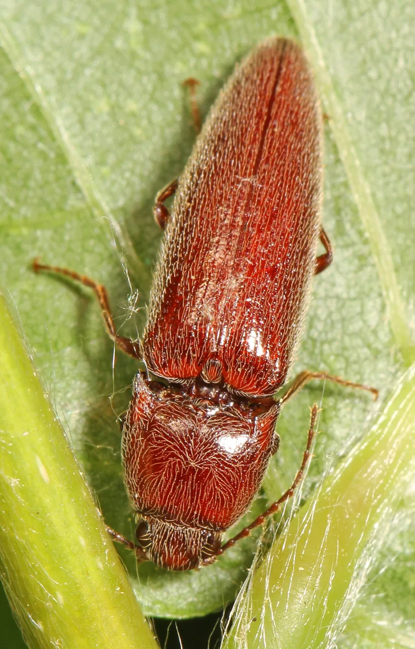 Melanotus communis (Melanotus communis) — photo mycologique
