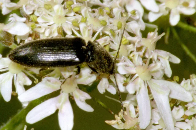 Melanotus subvariabilis (Melanotus subvariabilis) — photo mycologique