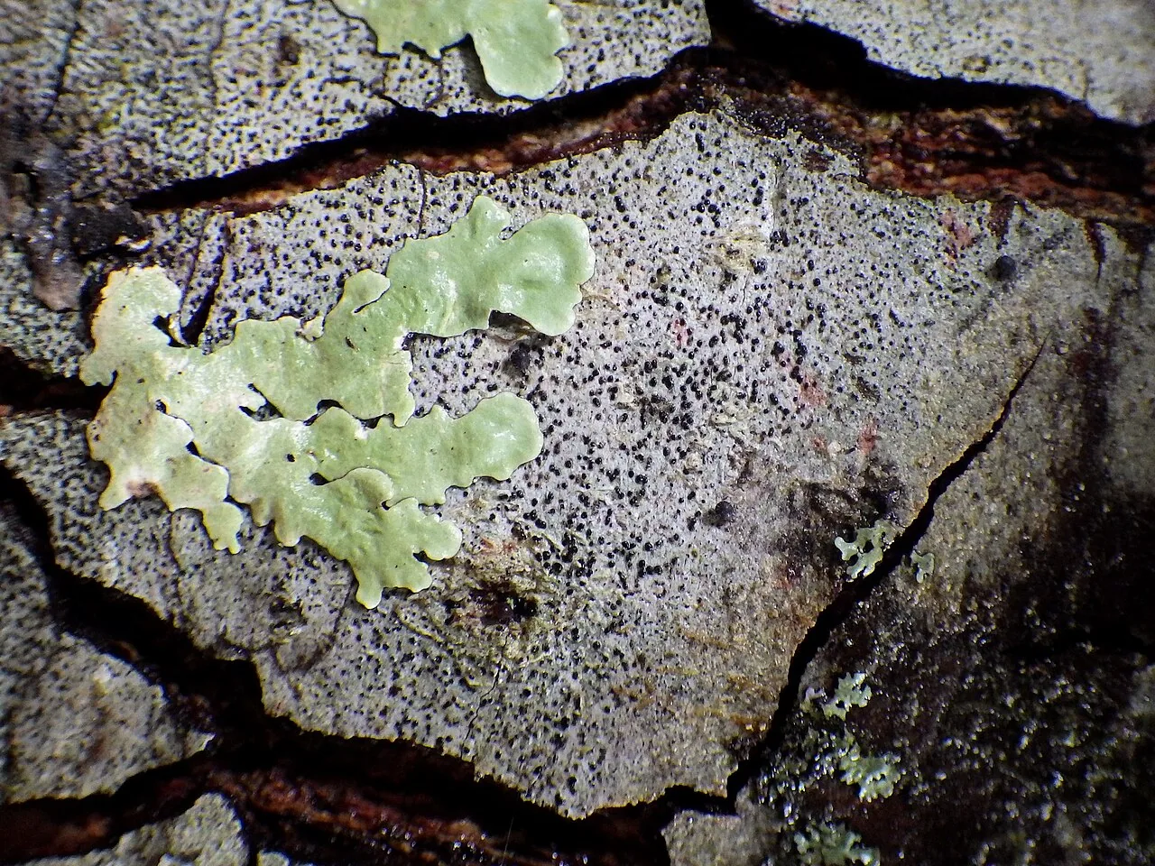 Melaspilea diplasiospora (Melaspilea diplasiospora) — photo mycologique
