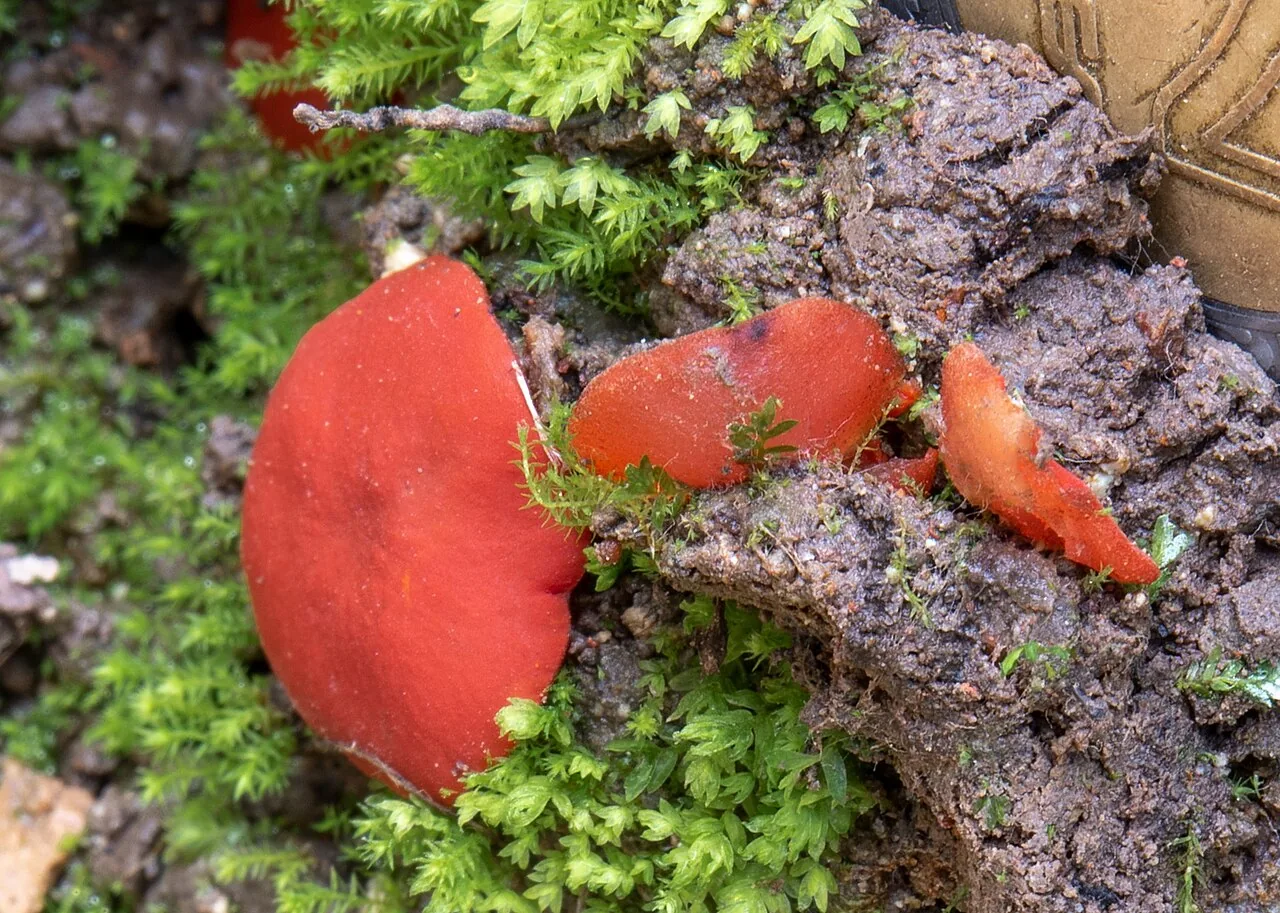Melastiza cornubiensis (Melastiza cornubiensis) — photo mycologique