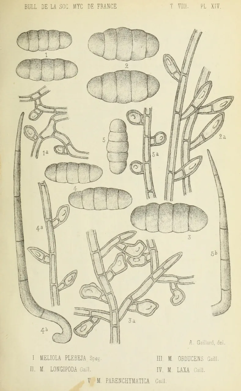 Meliola impatientis (Meliola impatientis) — photo mycologique