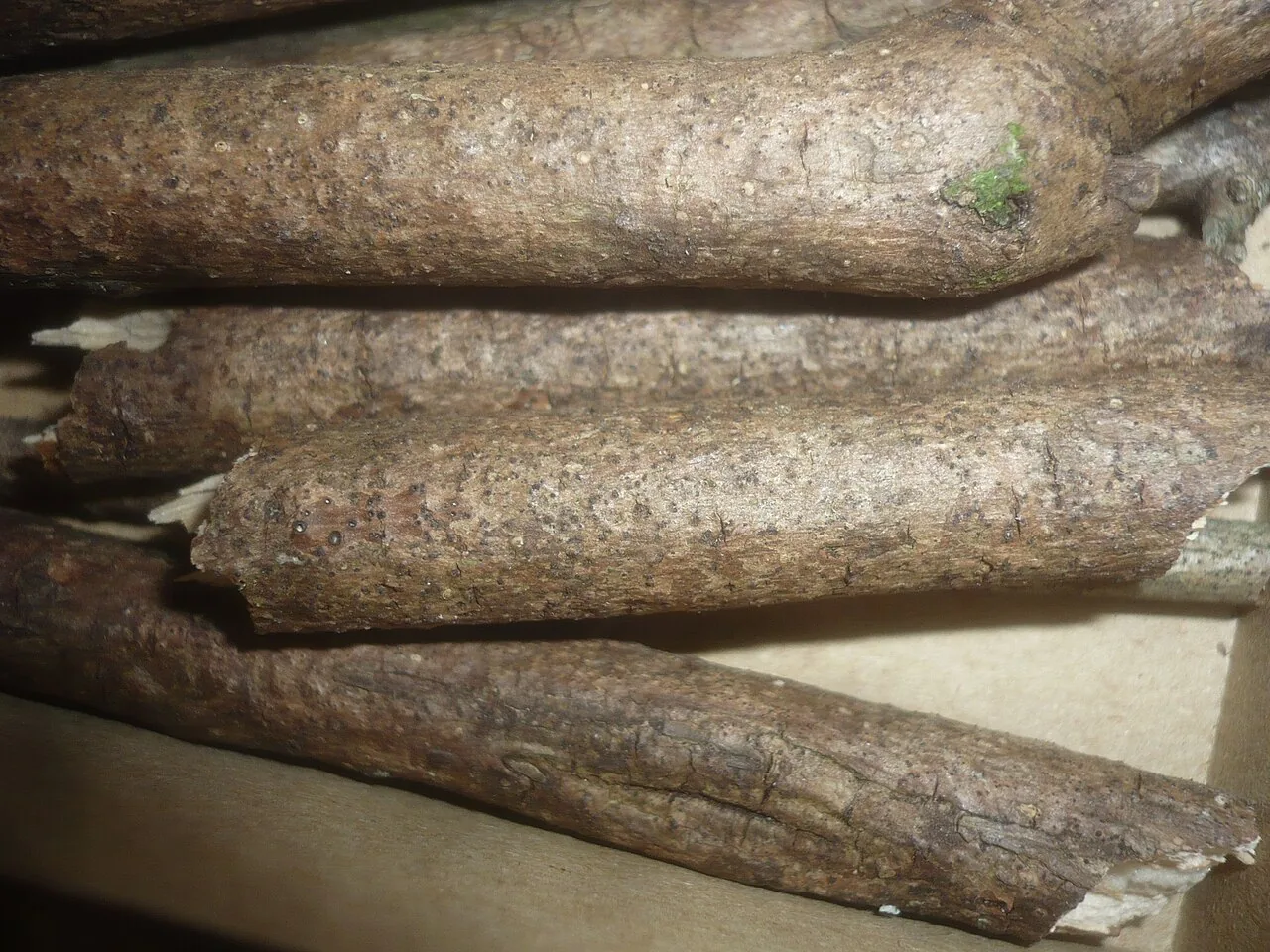 Melomastia mastoidea (Melomastia mastoidea) — photo mycologique