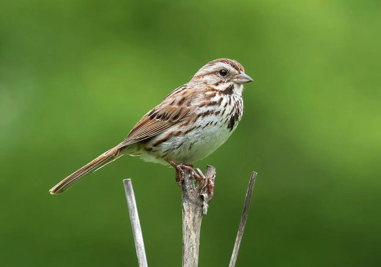 Bruant chanteur (Melospiza melodia) — photo vertébré