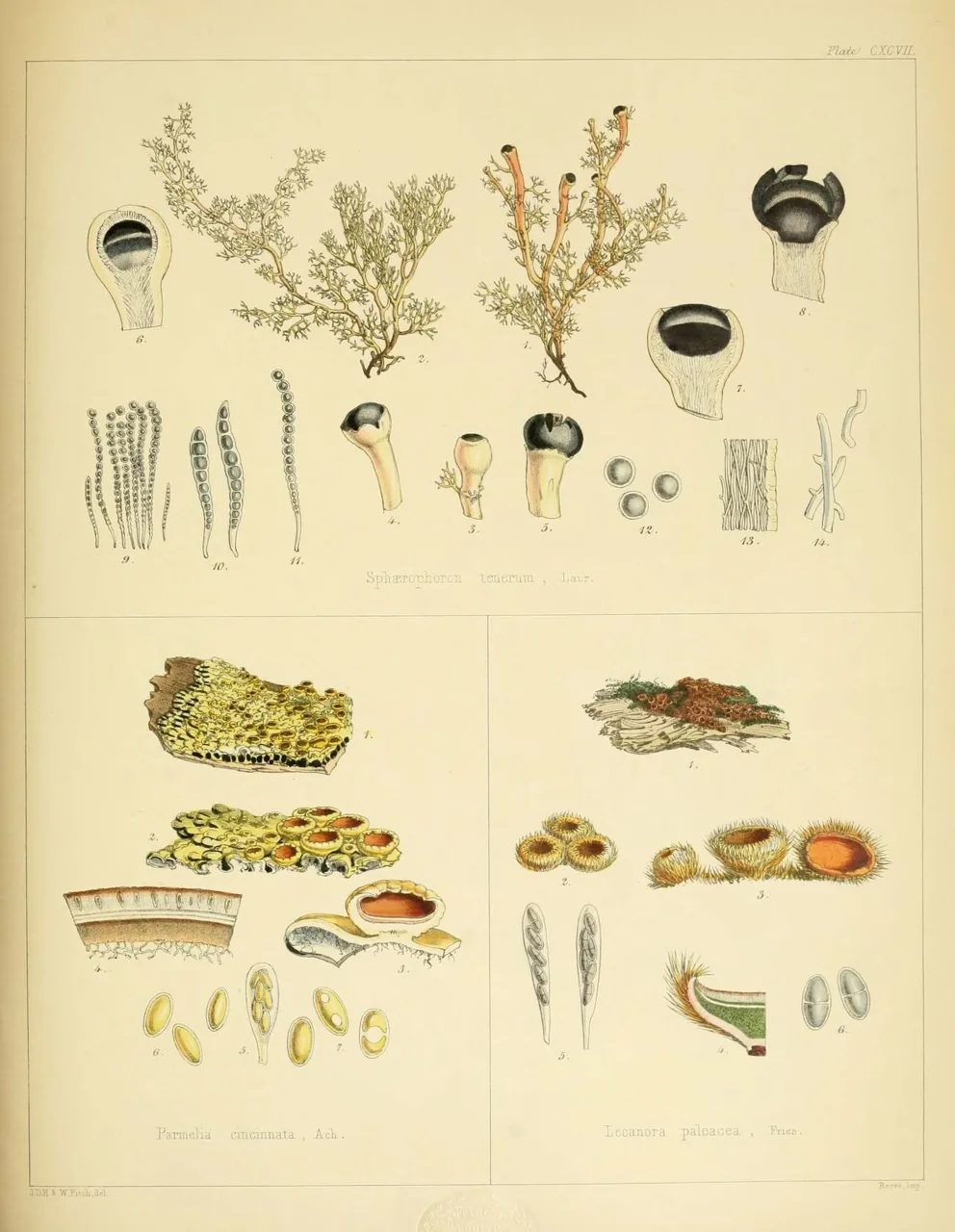 Menegazzia cincinnata (Menegazzia cincinnata) — photo mycologique