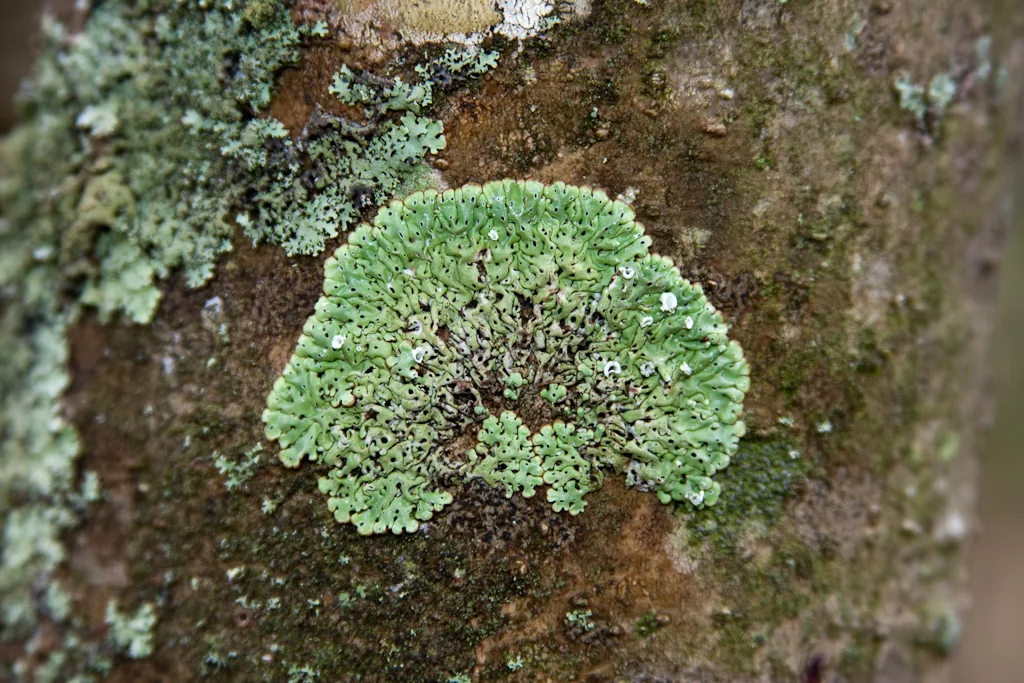 Menegazzia subsimilis (Menegazzia subsimilis) — photo mycologique