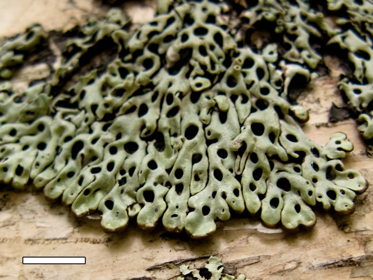 Menegazzia subtestacea (Menegazzia subtestacea) — photo mycologique