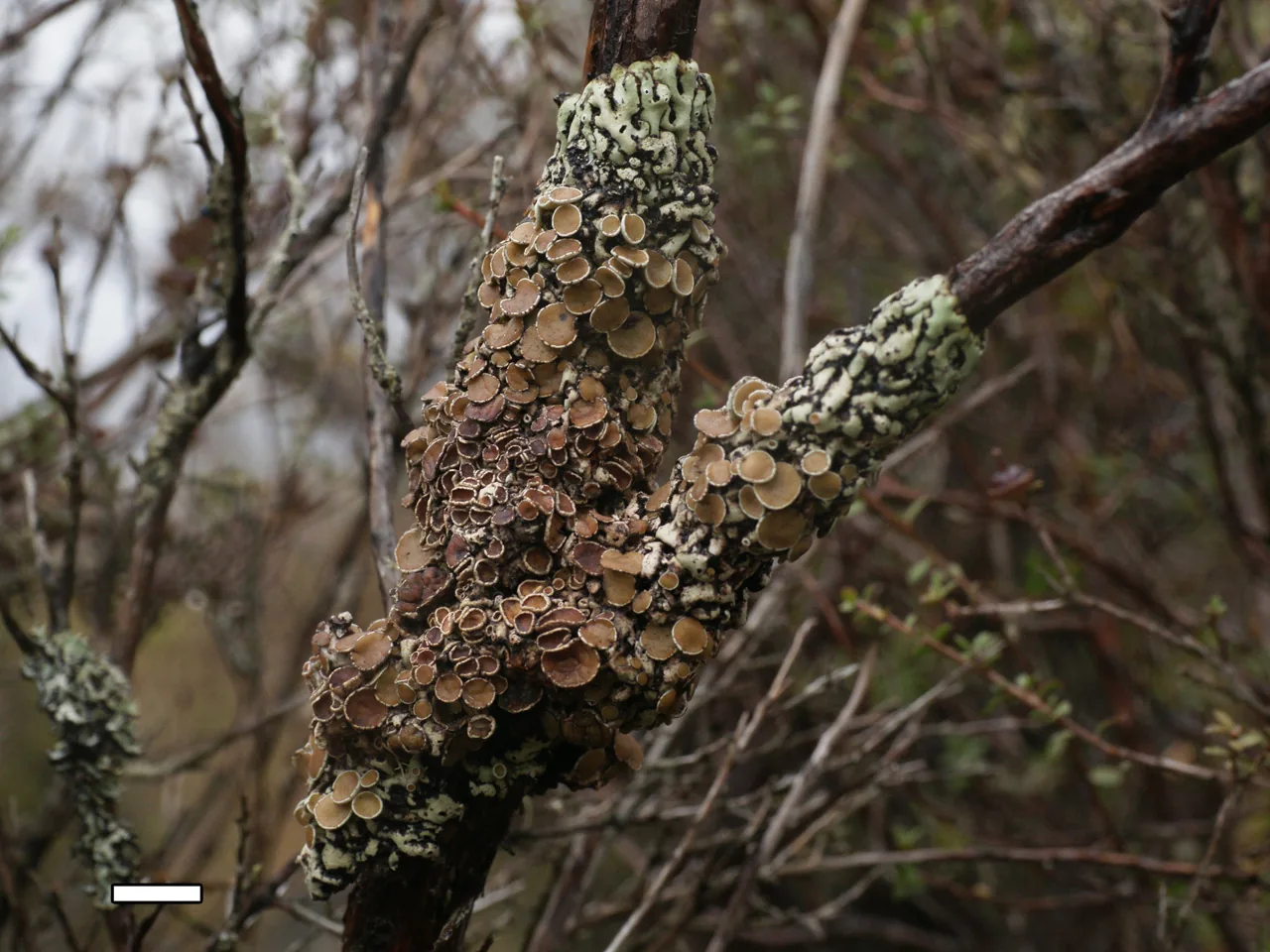 Menegazzia testacea (Menegazzia testacea) — photo mycologique