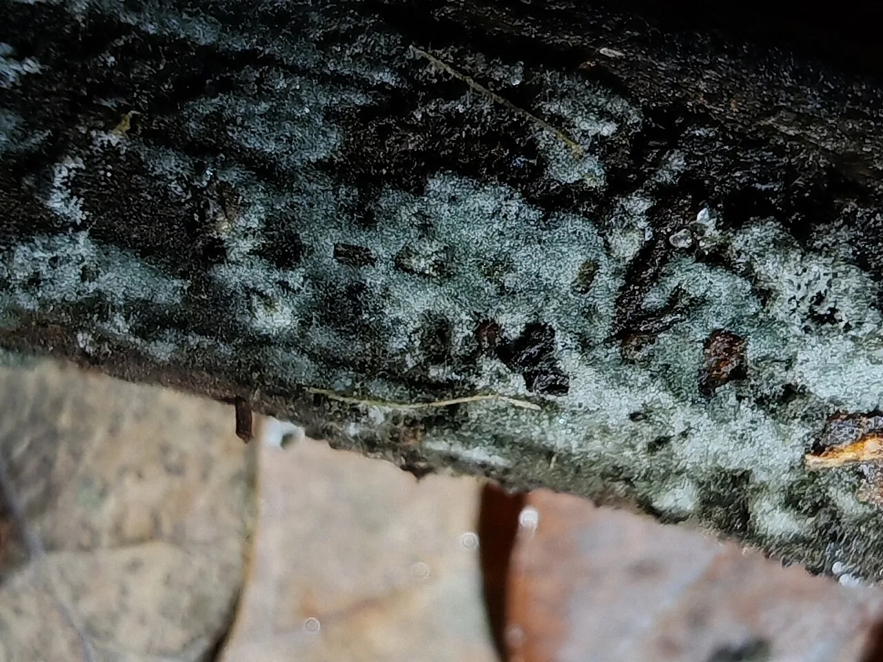 Menispora caesia (Menispora caesia) — photo mycologique