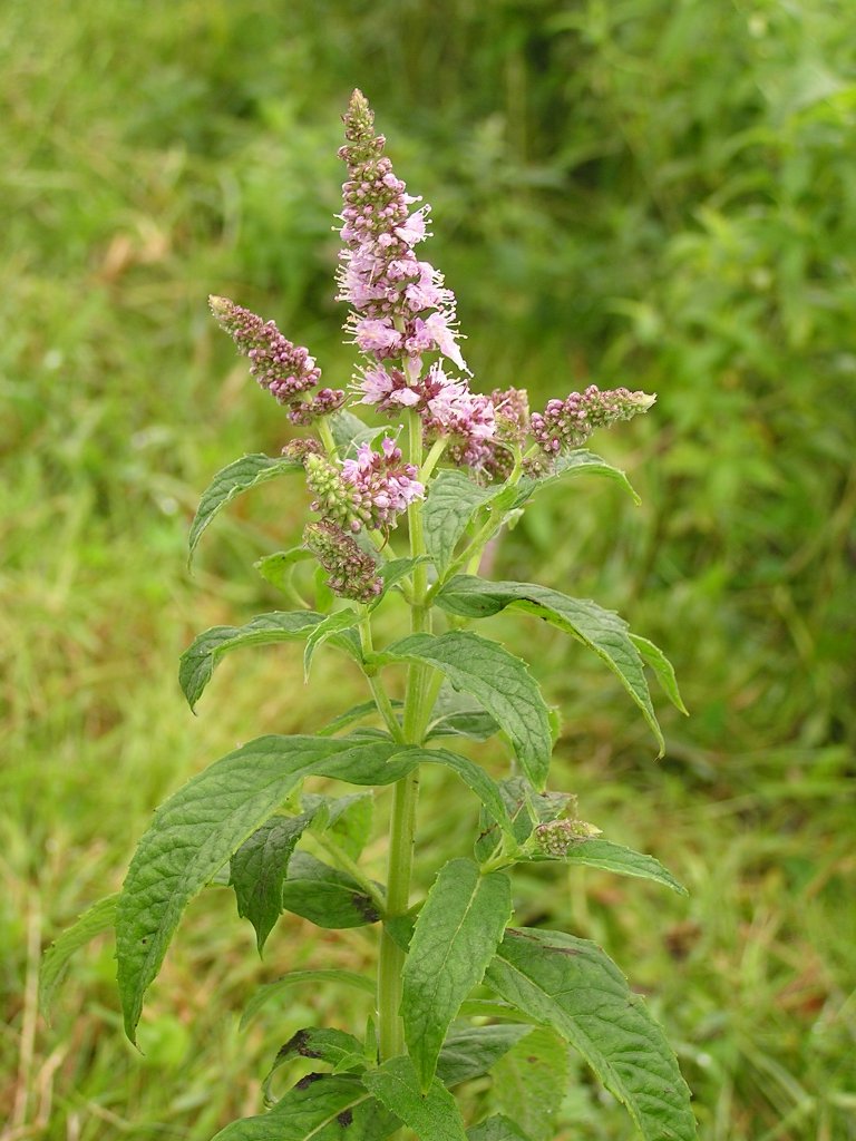 Menthe (Mentha) — photo botanique