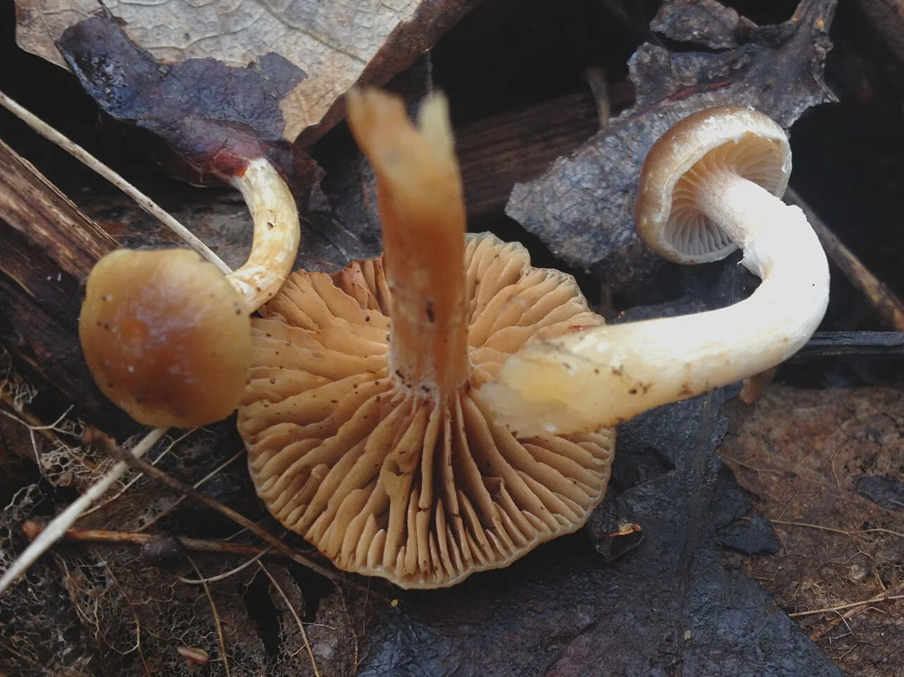Meottomyces dissimulans (Meottomyces dissimulans) — photo mycologique