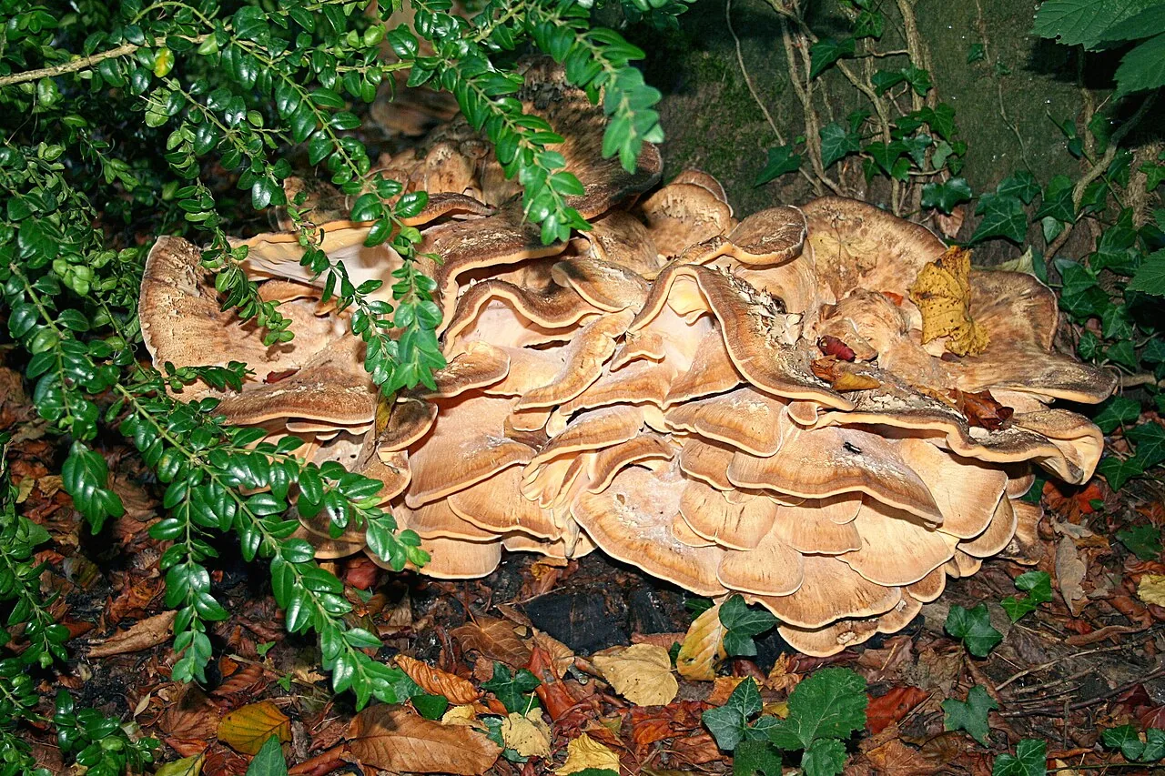 Meripilus giganteus (Meripilus giganteus) — photo mycologique