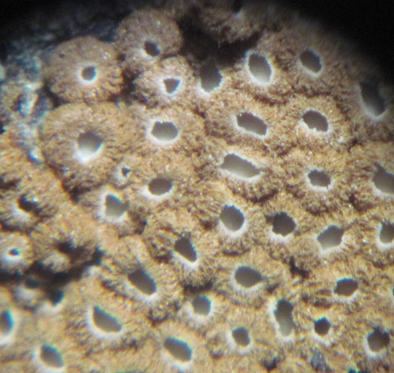 Merismodes bresadolae (Merismodes bresadolae) — photo mycologique