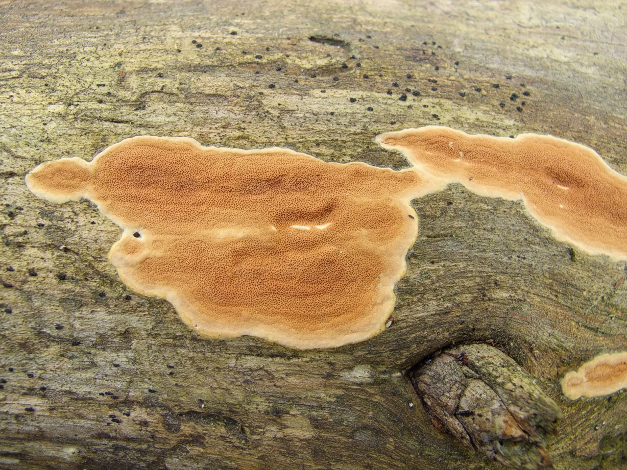 Meruliopsis crassitunicata (Meruliopsis crassitunicata) — photo mycologique