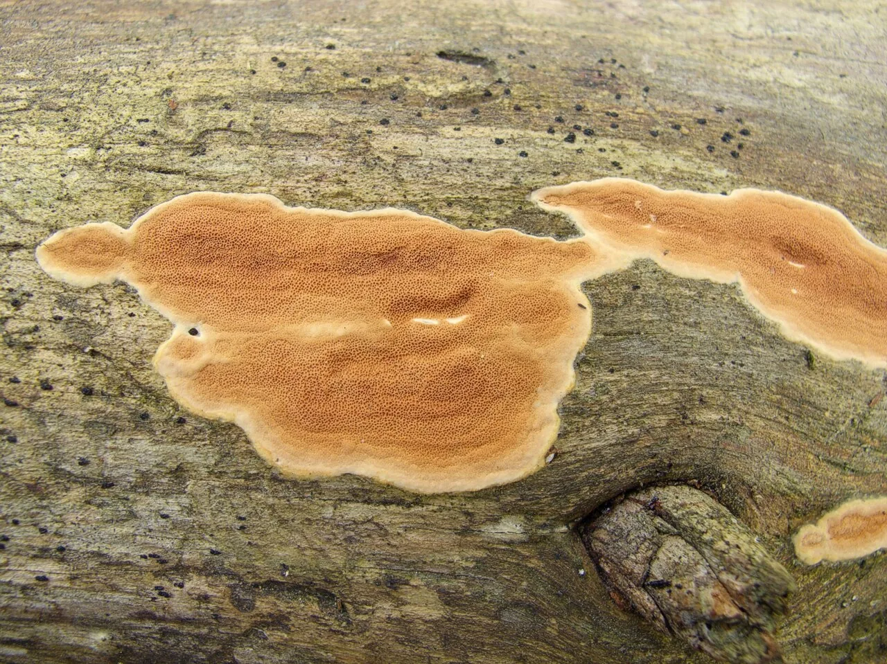 Meruliopsis cystidiata (Meruliopsis cystidiata) — photo mycologique