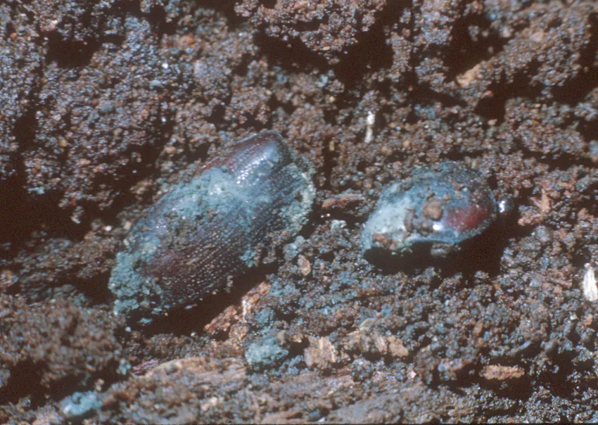 Metarhizium majus (Metarhizium majus) — photo mycologique