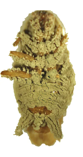 Metarhizium (Metarhizium) — photo mycologique