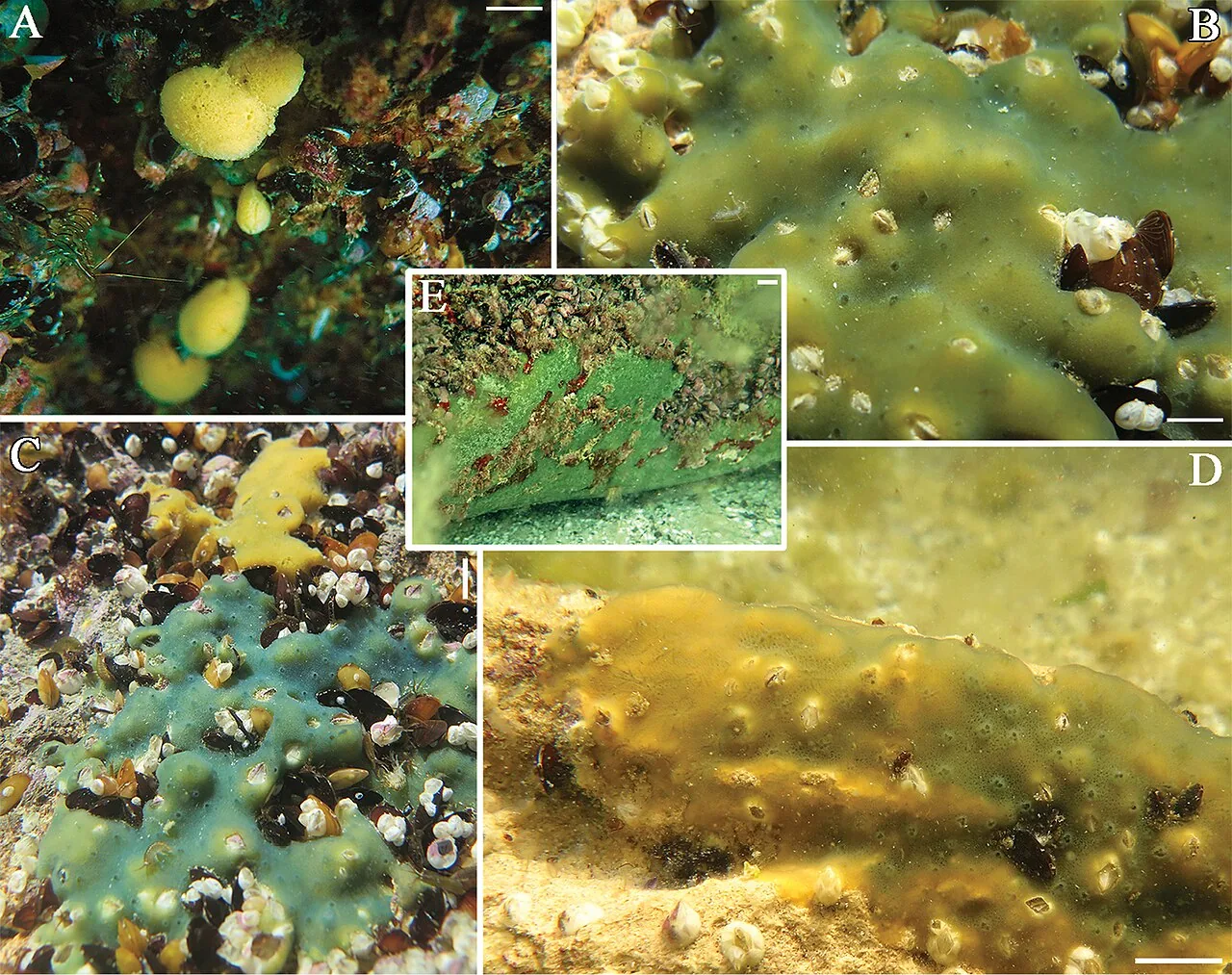 Metschnikowia lunata (Metschnikowia lunata) — photo mycologique