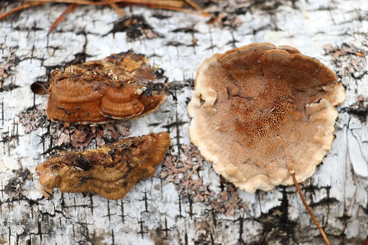 Metuloidea murashkinskyi (Metuloidea murashkinskyi) — photo mycologique