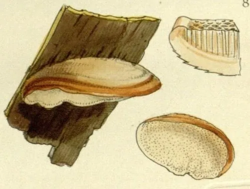 Metuloidea tawa (Metuloidea tawa) — photo mycologique