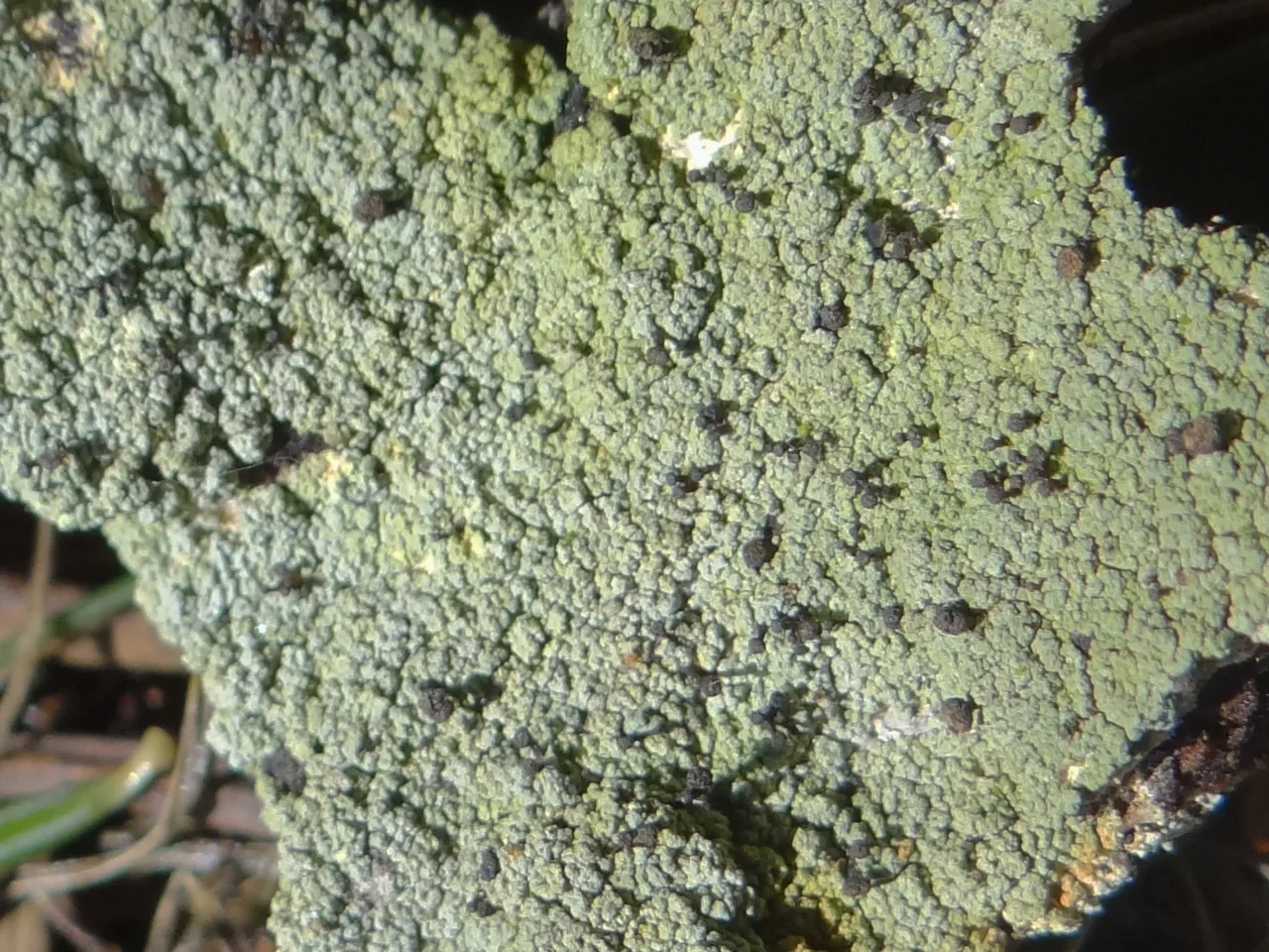 Micarea lithinella (Micarea lithinella) — photo mycologique