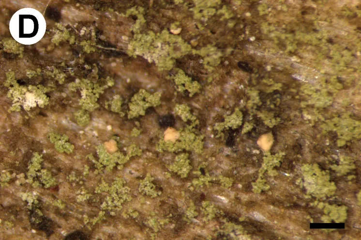 Micarea microsorediata (Micarea microsorediata) — photo mycologique