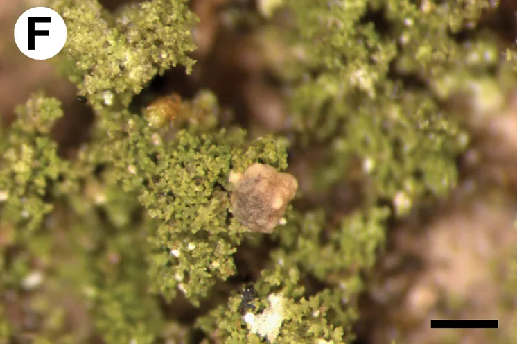 Micarea pauli (Micarea pauli) — photo mycologique
