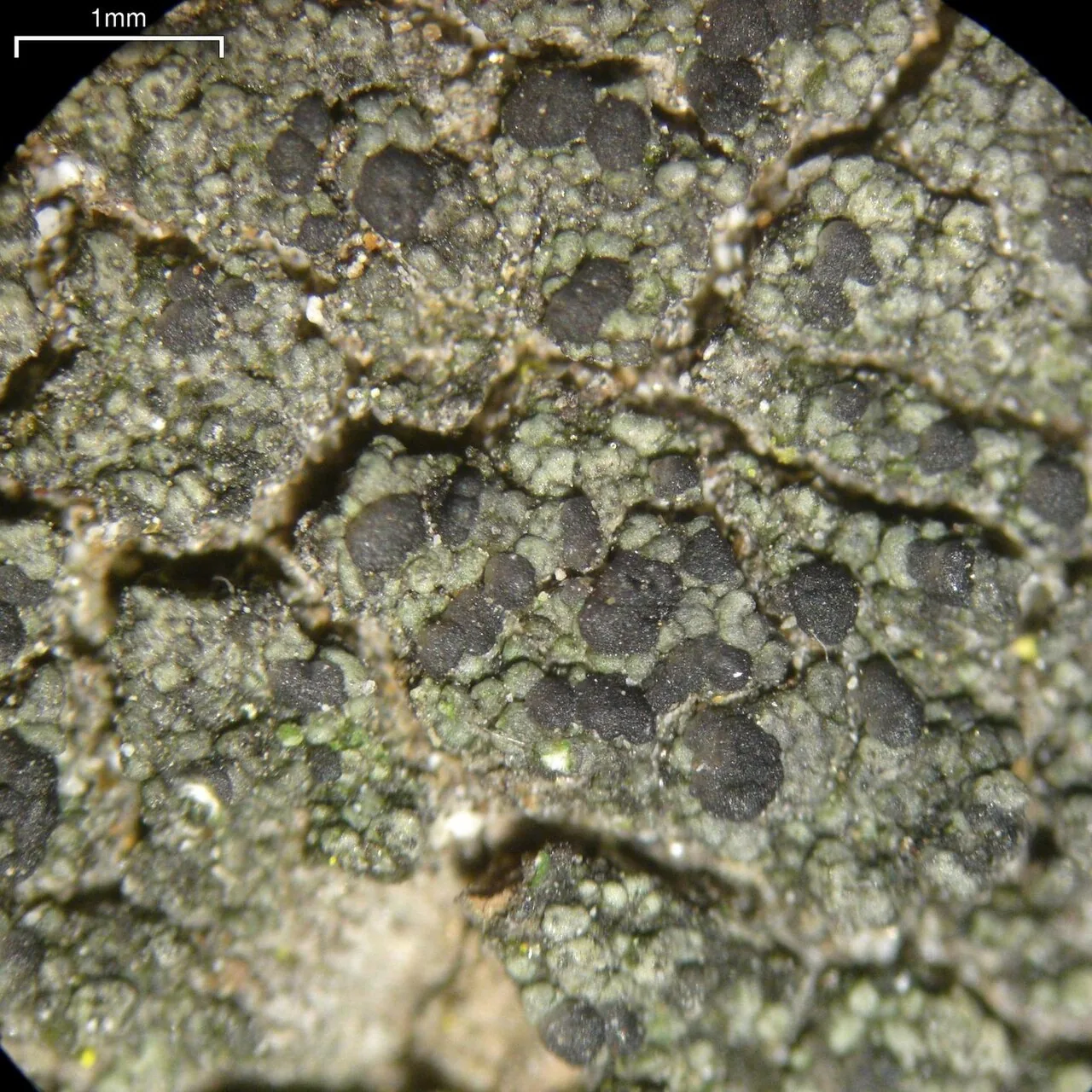 Micarea sublithinella (Micarea sublithinella) — photo mycologique