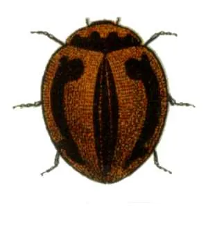 Micraspis tetraspora (Micraspis tetraspora) — photo mycologique