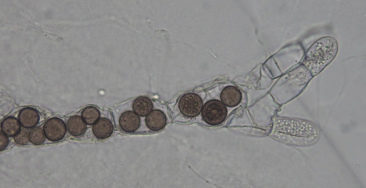 Microallomyces dendroideus (Microallomyces dendroideus) — photo mycologique