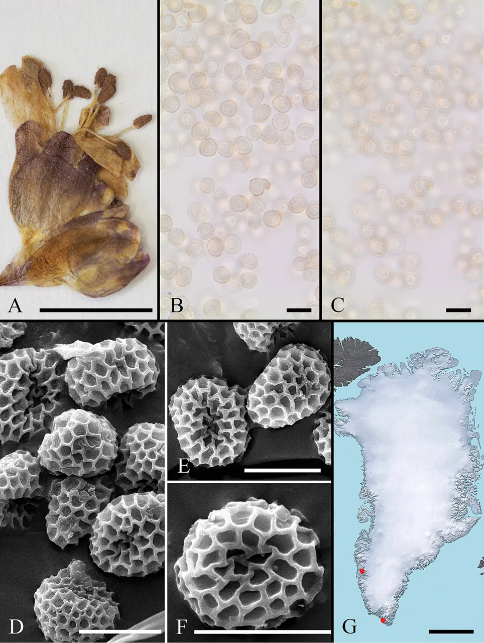 Microbotryum lagerheimii (Microbotryum lagerheimii) — photo mycologique