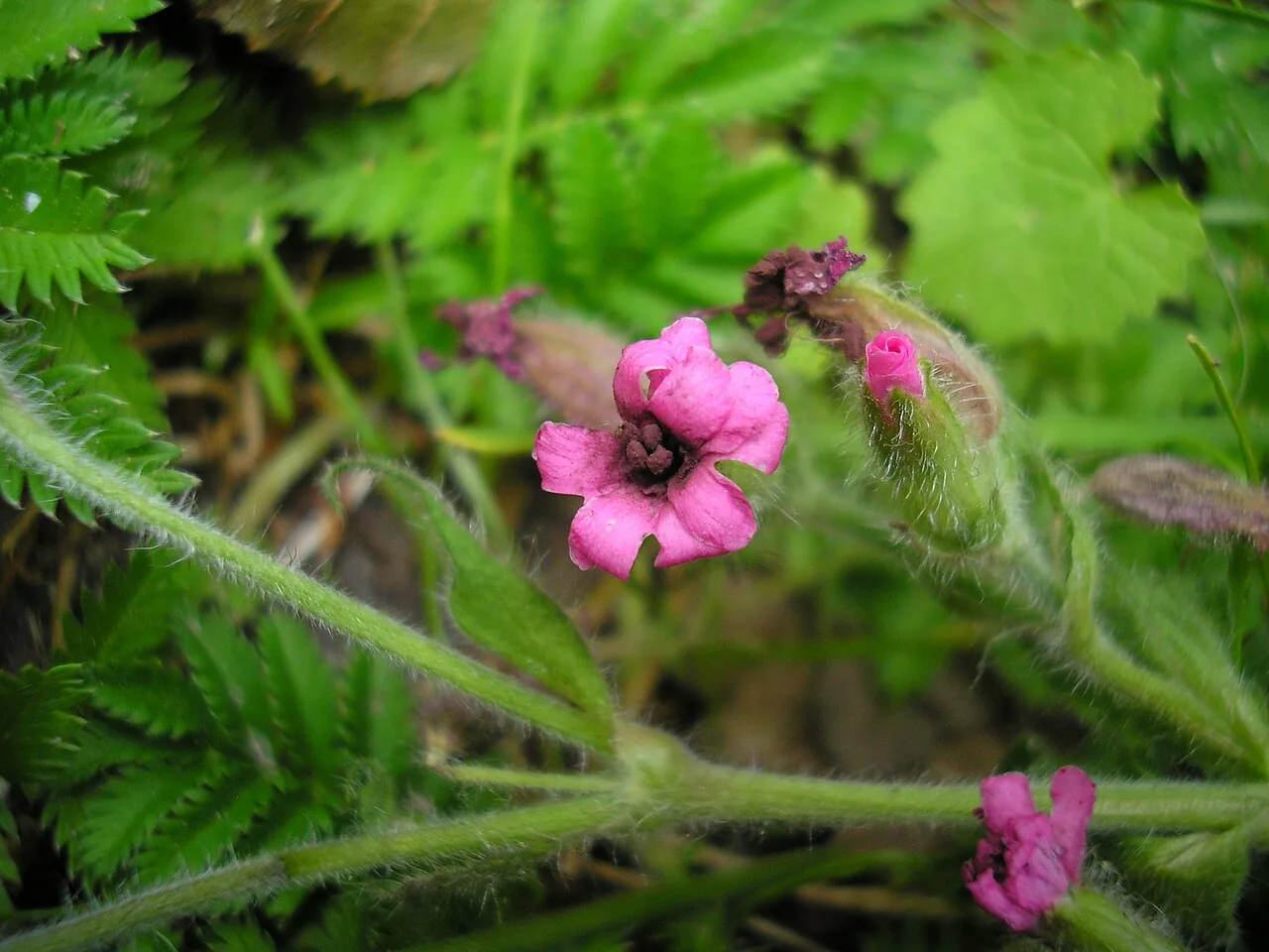 Microbotryum lychnidis-dioicae (Microbotryum lychnidis-dioicae) — photo mycologique