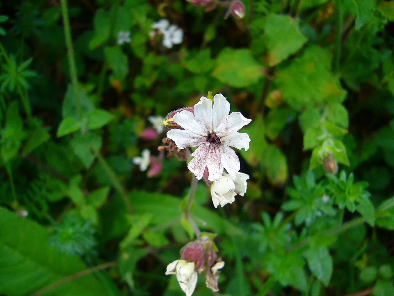 Microbotryum prostratum (Microbotryum prostratum) — photo mycologique