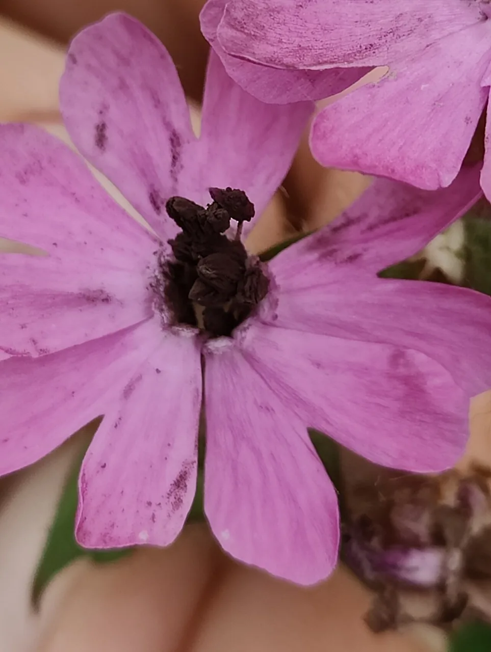 Microbotryum silenes-dioicae (Microbotryum silenes-dioicae) — photo mycologique