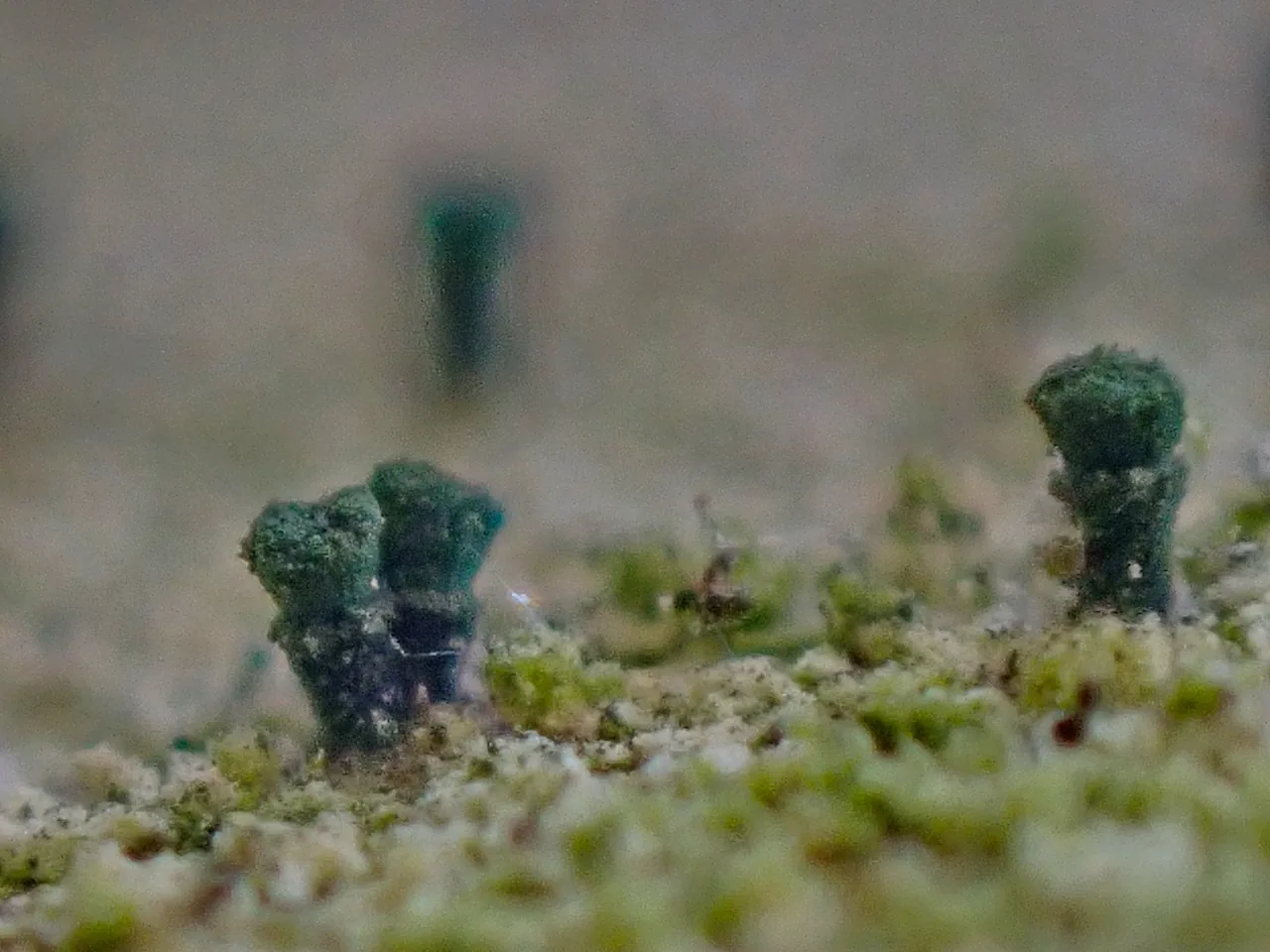 Microcalicium arenarium (Microcalicium arenarium) — photo mycologique