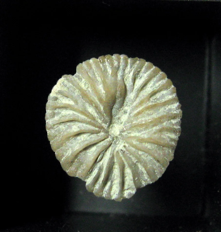 Microcyclus atropunctus (Microcyclus atropunctus) — photo mycologique