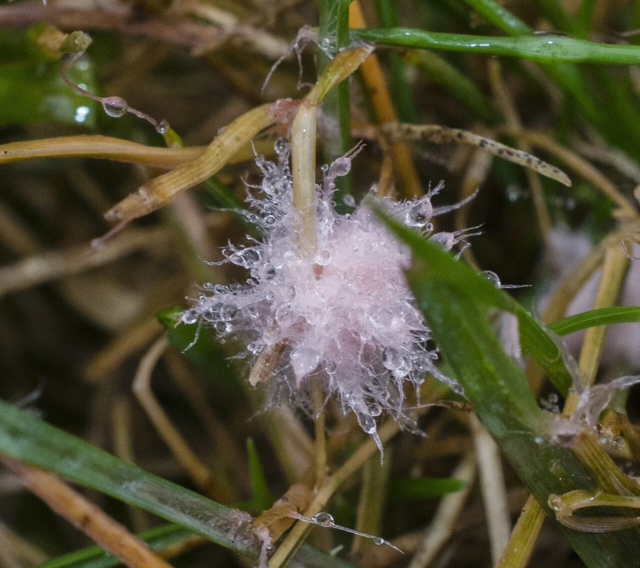 Microdochium opuntiae (Microdochium opuntiae) — photo mycologique