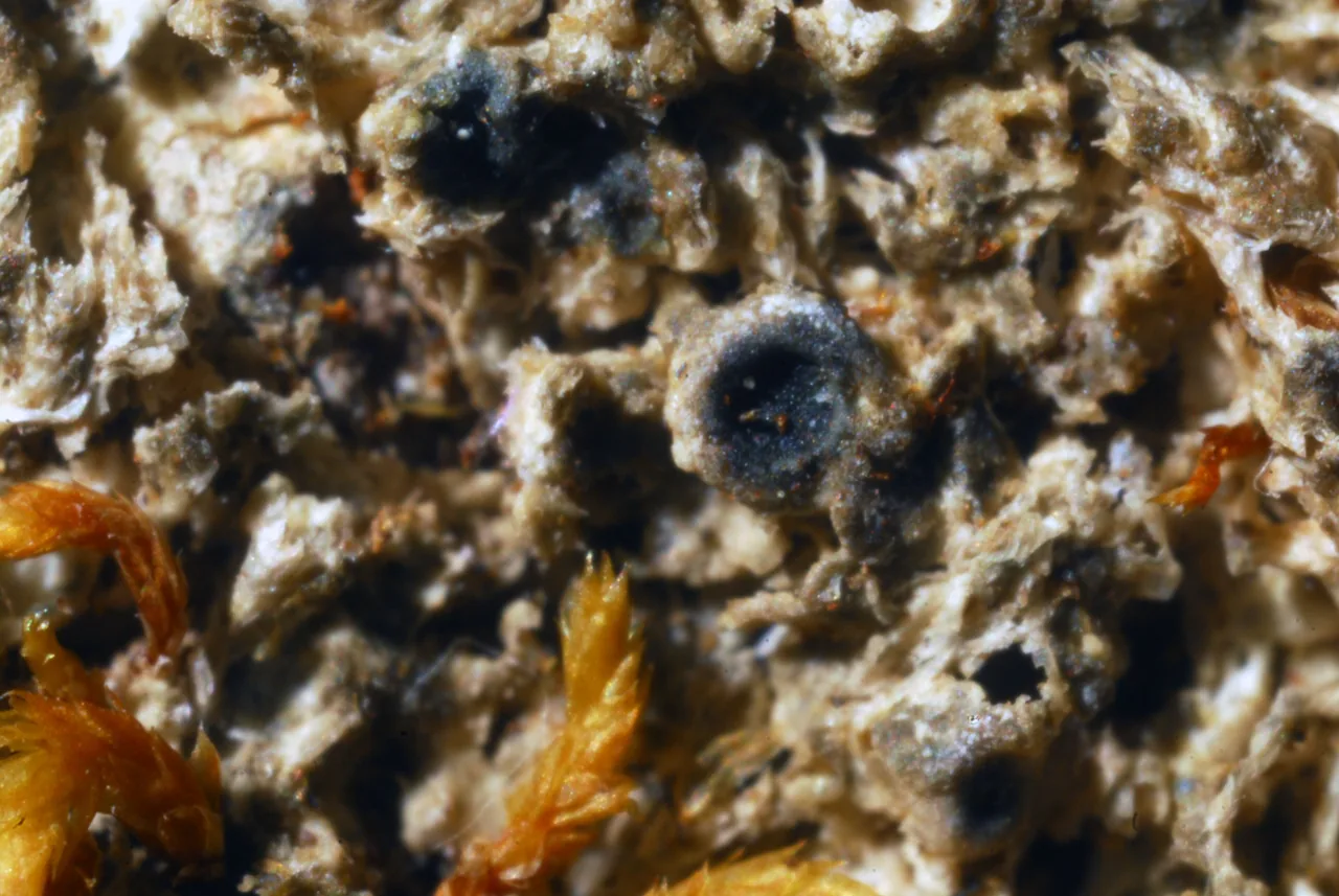 Microglaena antarctica (Microglaena antarctica) — photo mycologique