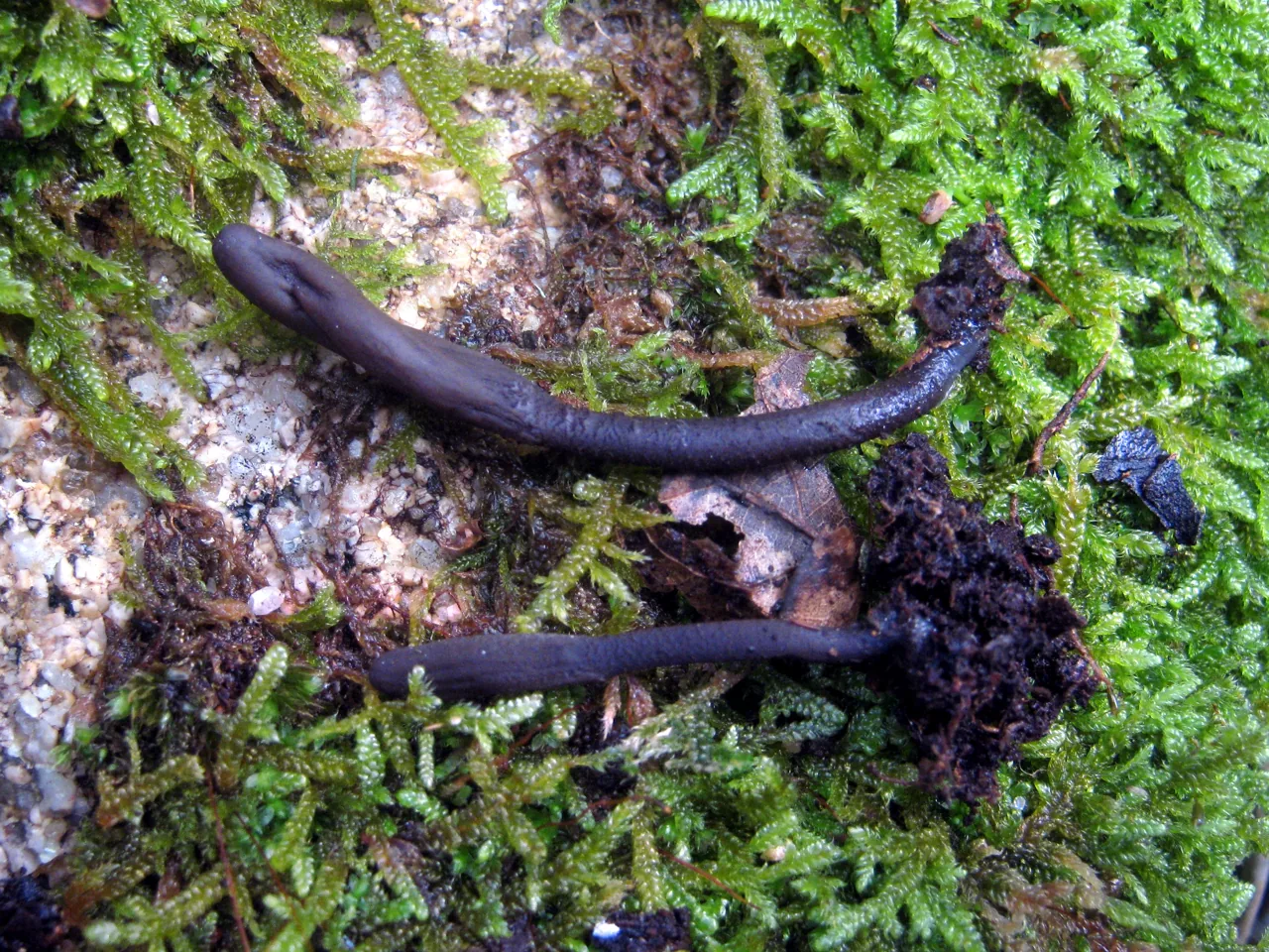 Microglossum atropurpureum (Microglossum atropurpureum) — photo mycologique